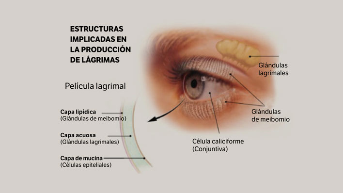 Estructuras fisiológicas en la lágrima