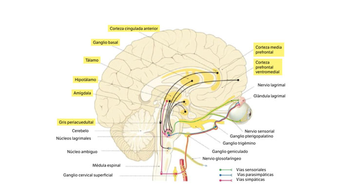 Lágrima y neurología