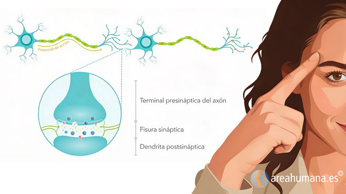 Neurobiología de la resiliencia
